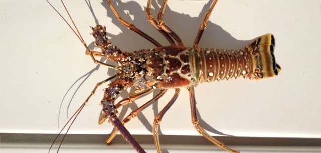 Lobster, Spiny