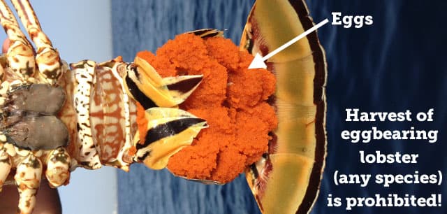 Lobster, Spiny
