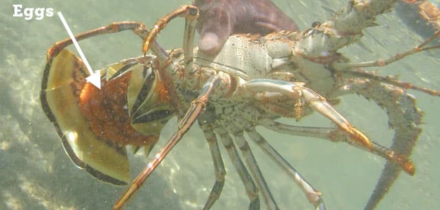 Lobster, Spiny