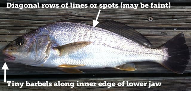 Fish Rules Croaker Atlantic In FL Atlantic State Waters
