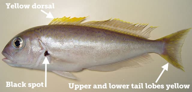Tilefish, Blackline