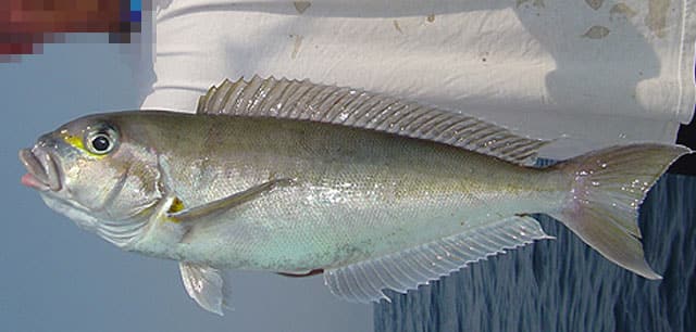 Tilefish, Goldface