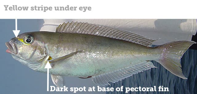 Tilefish, Goldface