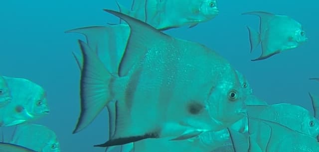 Spadefish