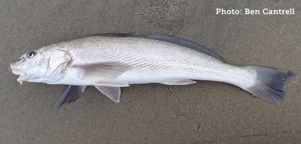 Croakers, CA (all species)