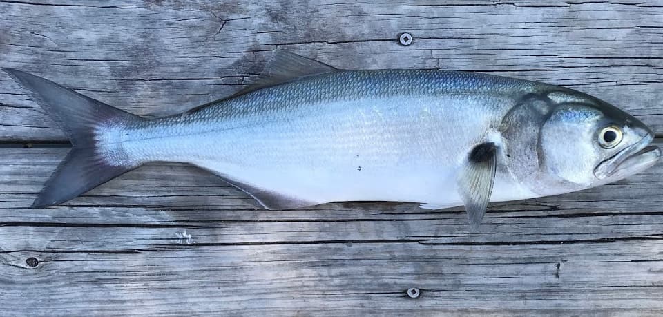 Fish Rules - Bluefish in New York State Waters