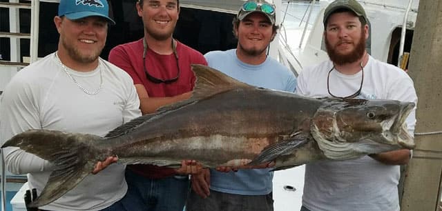 Cobia