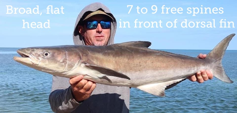 New Jersey Fish & Wildlife - New Recreational Cobia Regulations - New Jersey  recreational cobia regulations have been changed to one fish per vessel per  trip with a minimum size of 37