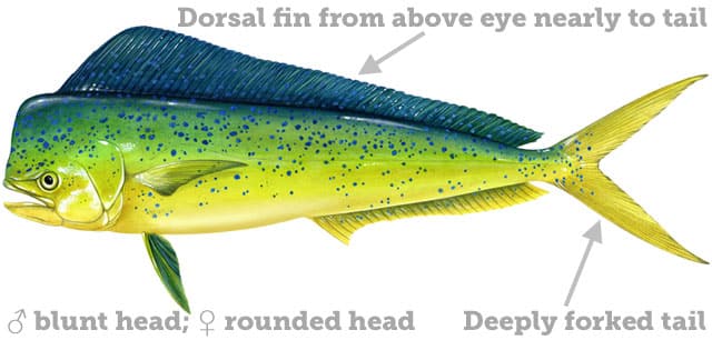 Dolphinfish