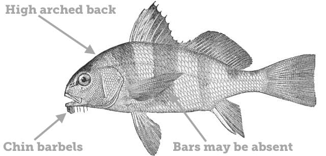 魚のルール - アラバマのドラム、ブラック魚のルール - アラバマのドラム、ブラック  