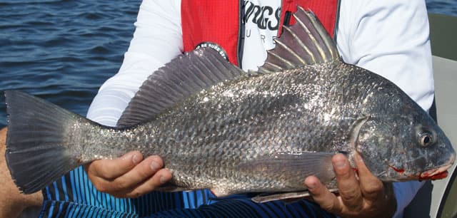 Peraturan Ikan - Gendang, Hitam di Negeri TexasPeraturan Ikan - Gendang, Hitam di Negeri Texas  