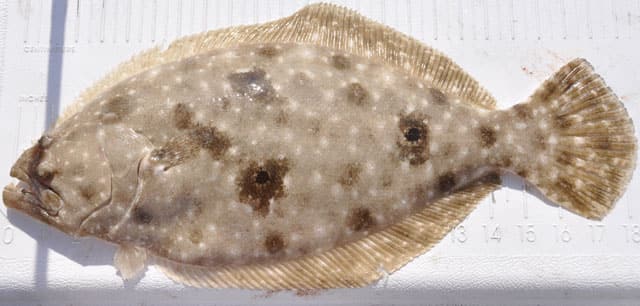 Fish Rules Flounder In FL State Fed Waters
