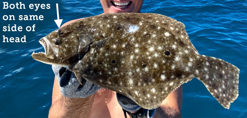 Fish Rules - Flounder in Mississippi State Waters