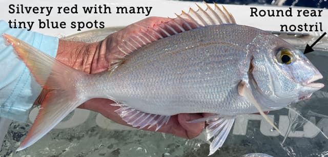 Porgy, Red