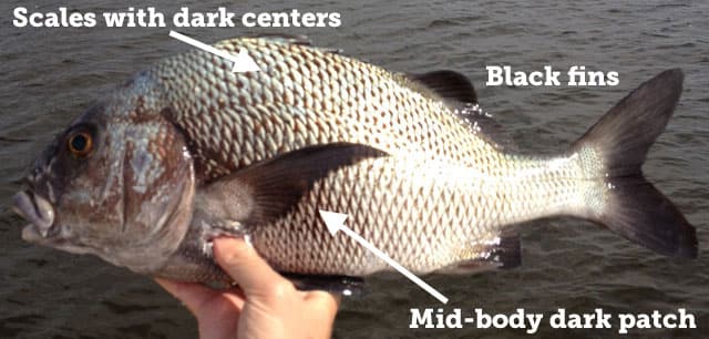 Fish Rules Grunt Black Margate In FL State Waters