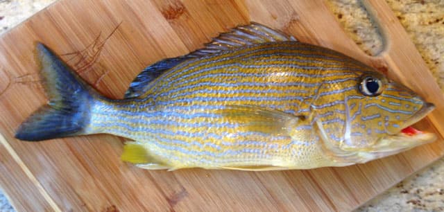 Fish Rules Grunt Bluestriped In FL State Waters