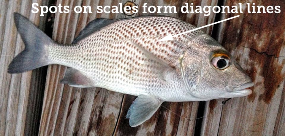 Fish Rules Grunt Sailors Choice In FL State Waters