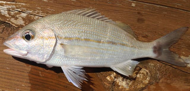 Fish Rules Grunt Tomtate In FL Gulf State Waters