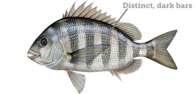Fish Rules - Sheepshead in Maryland State Waters