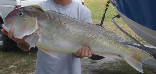 Tilefish, Golden