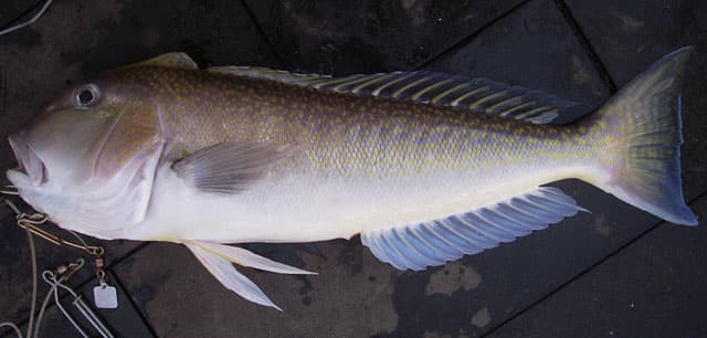 Tilefish, Golden