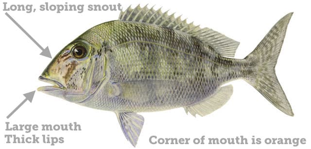 Porgy, Jolthead