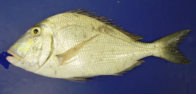 Porgy, Saucereye