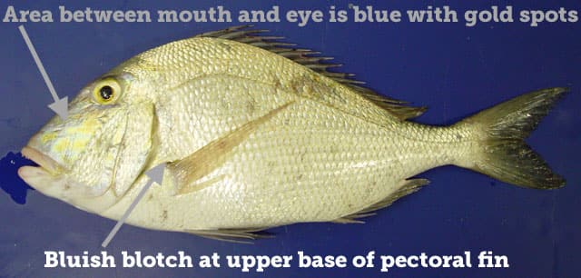 Porgy, Saucereye