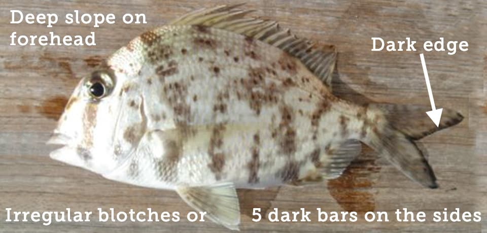 Porgy, Whitebone