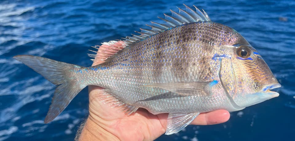 Fish Rules Porgy Littlehead In FL State Waters