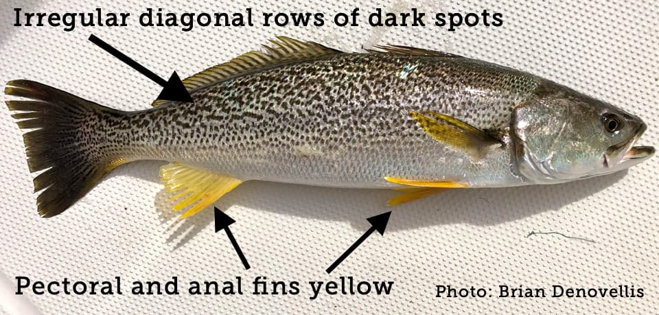 Is it legal? Fish Size Limit Fish Chart Photographic Print for