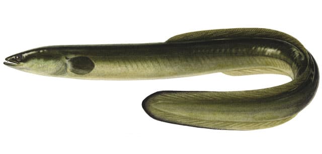 Eel, American