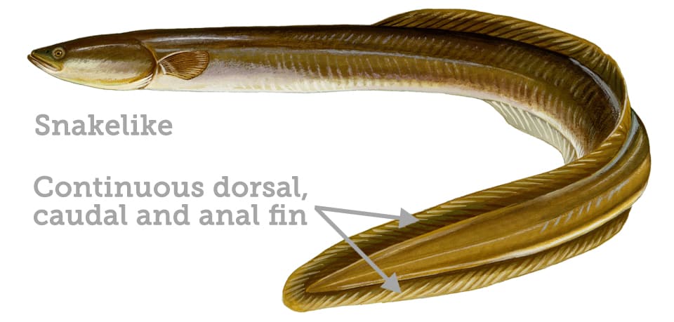 Fish Rules - Eel, American in FL State Waters