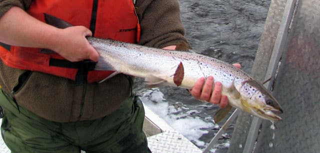 Salmon, Atlantic