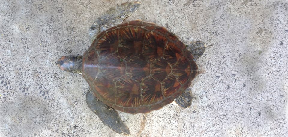 Turtle, Green