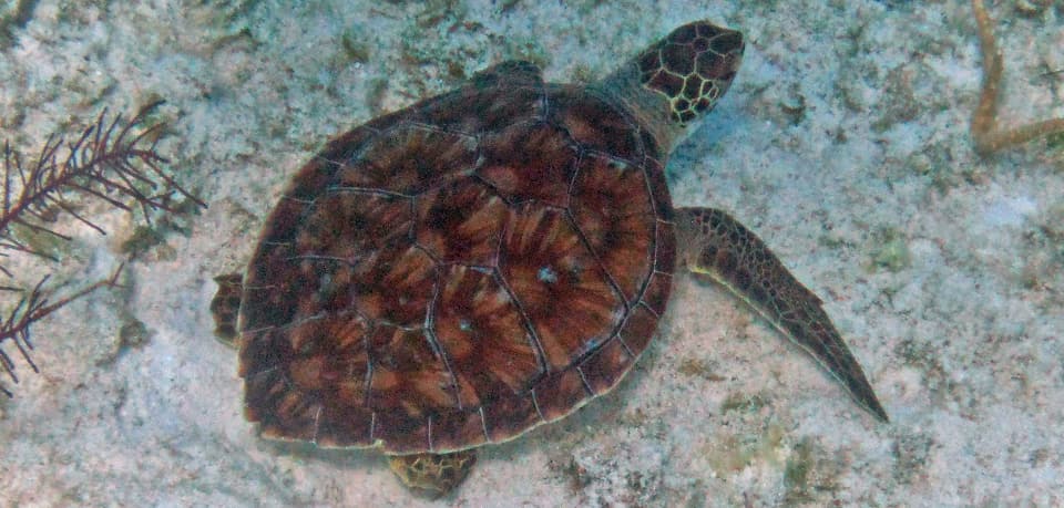 Turtle, Green