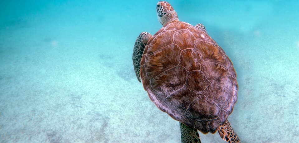 Turtle, Green