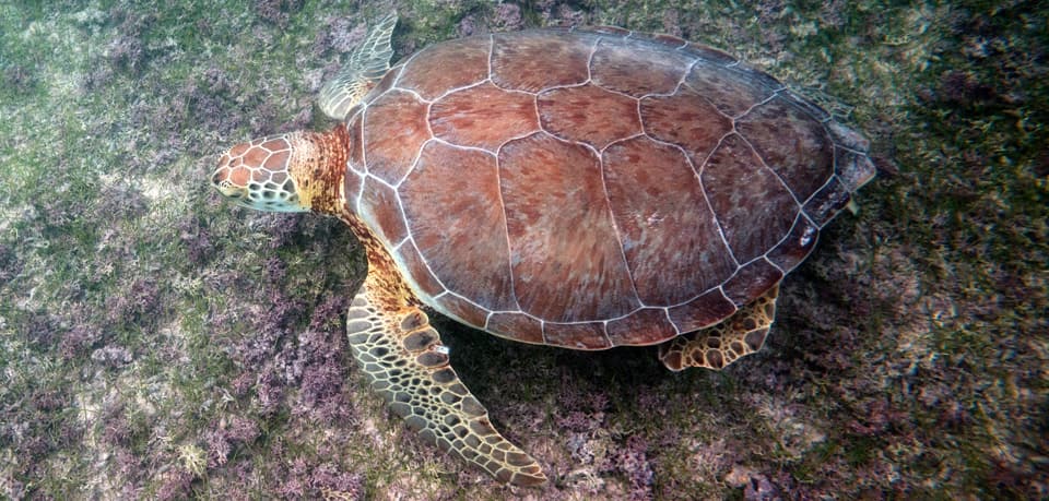 Turtle, Green