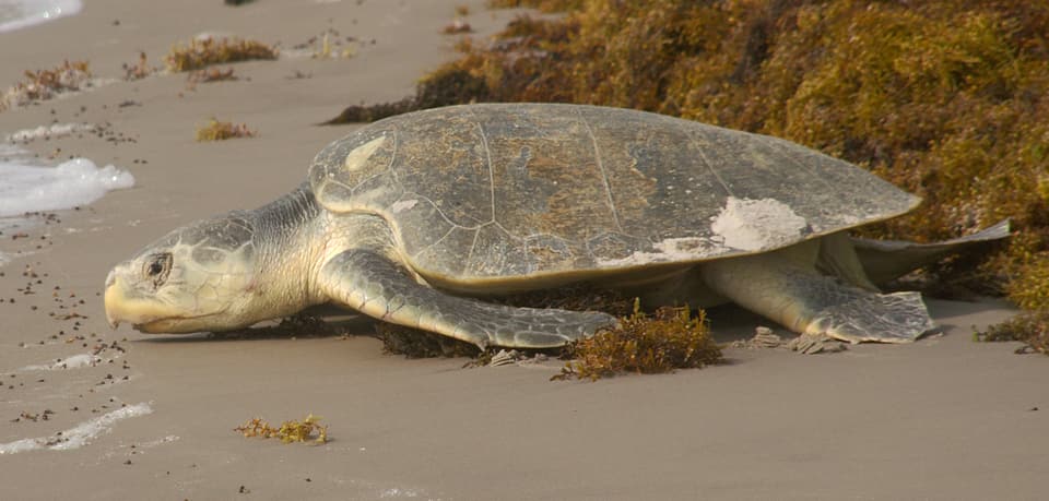 Turtle, Kemp’s Ridley 