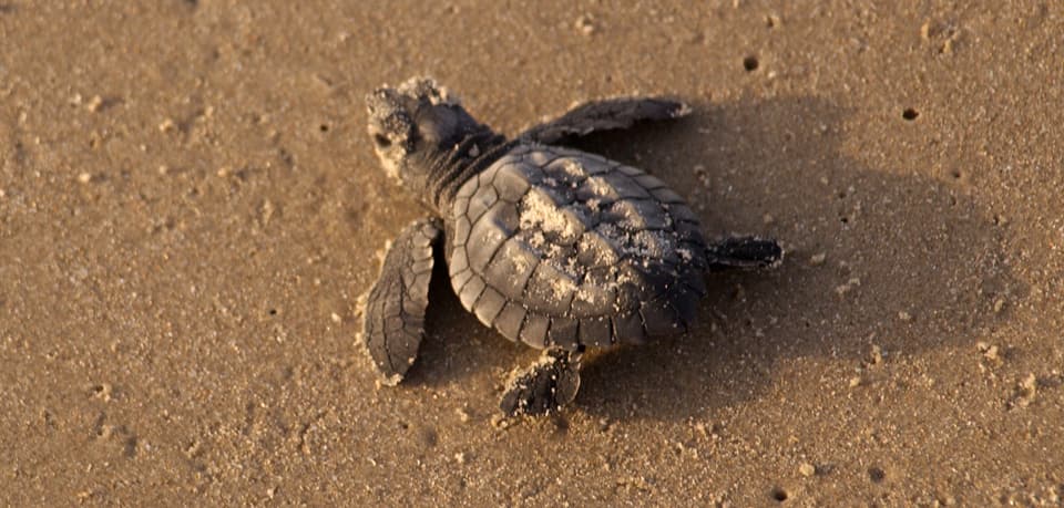 Turtle, Kemp’s Ridley 