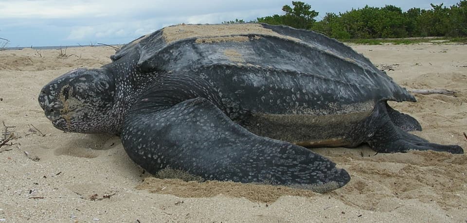 Turtle, Leatherback