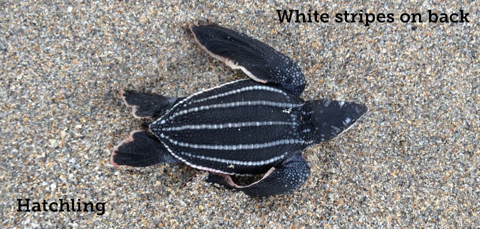 Turtle, Leatherback