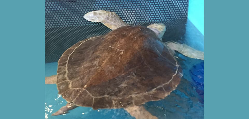 Turtle, Olive Ridley