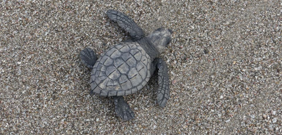 Turtle, Olive Ridley