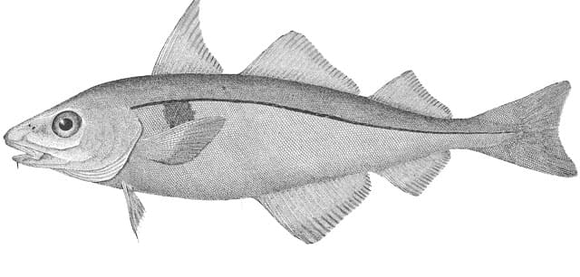 Haddock