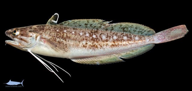 Hake (all species)