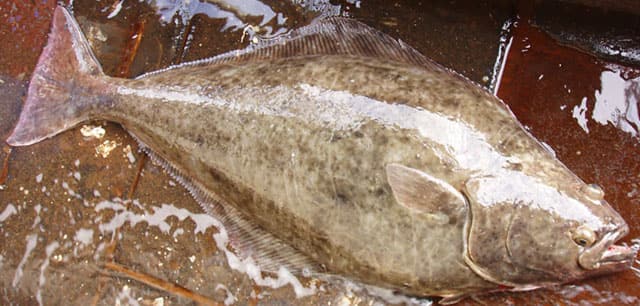 Halibut, Atlantic