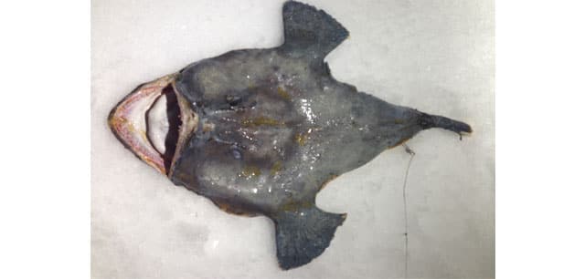 Monkfish