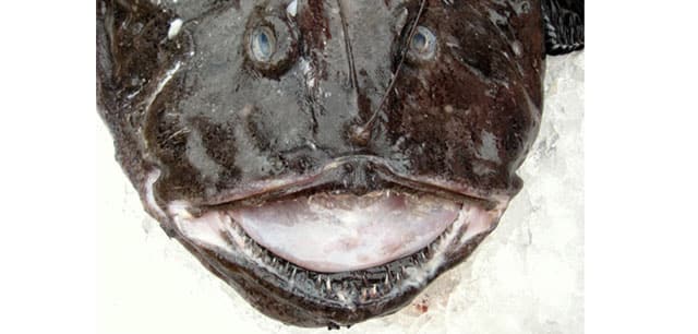 Monkfish