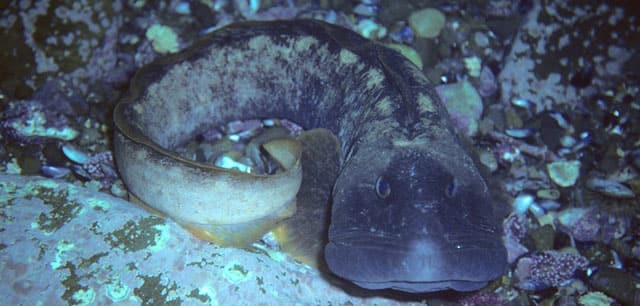 Ocean Pout